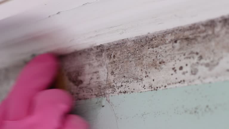 Best Mold Prevention Services  in USA